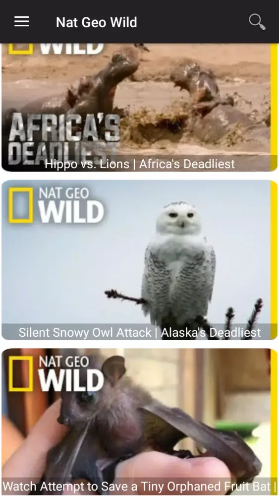 National Geographic Wild Screenshots