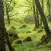 Let's Find Moss!