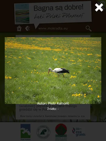 Ptaki i przyroda mokradeł iPad  Screenshots