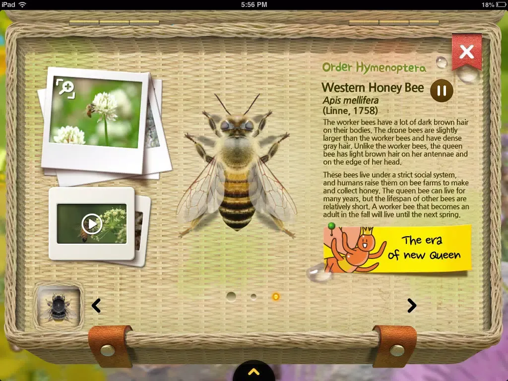 Meet the Insects: Water & Grass Edition iPad  Screenshots