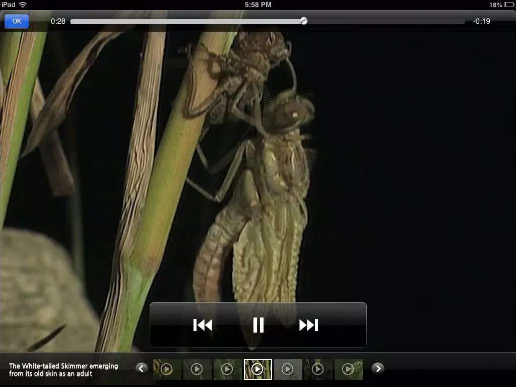 Meet the Insects: Water & Grass Edition iPad  Screenshots