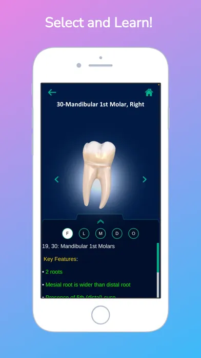 i-DENTify: Dental Anatomy स्क्रीनशॉट