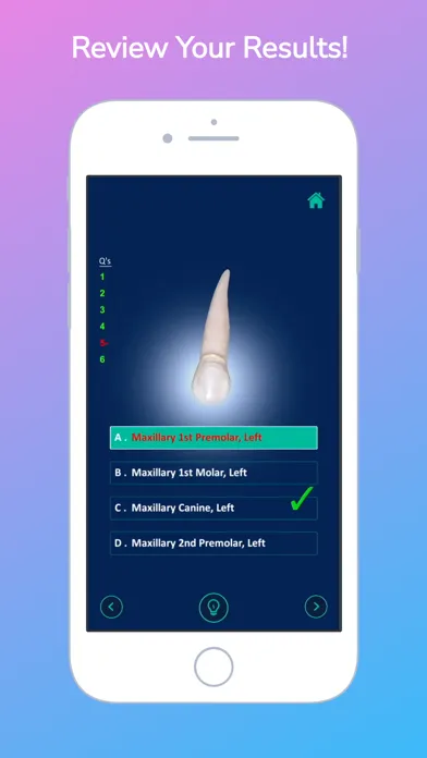 i-DENTify: Dental Anatomy स्क्रीनशॉट