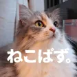 Nekopuzz-JigsawPuzzle Of Cats- Nekopuzz-JigsawPuzzle Of Cats-