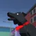 Go Black Dog!