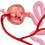 Nephron Blood Vessels 3D