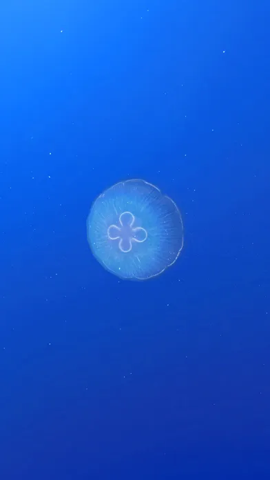صور JellyfishGO -  Appreciation