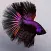 99 Betta Fish Wallpaper