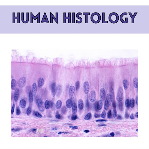 Human Histology