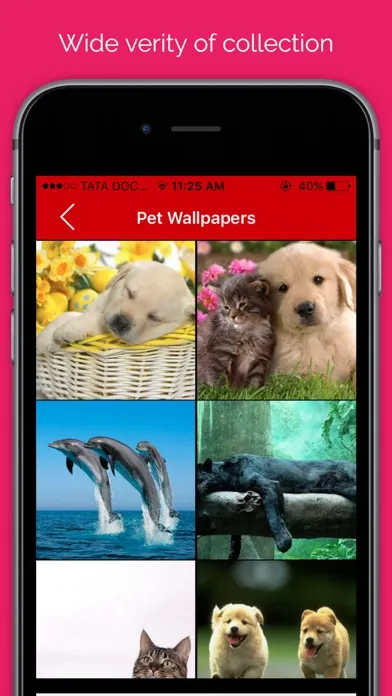 Pet wallpaper pictures : Background of flowers, cats and dogs for your mobile lock screen應用截圖