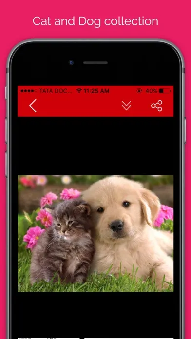 Pet wallpaper pictures : Background of flowers, cats and dogs for your mobile lock screen應用截圖