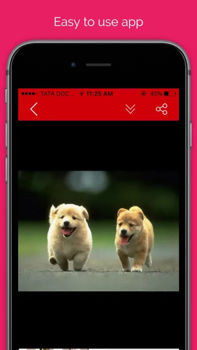Pet wallpaper pictures : Background of flowers, cats and dogs for your mobile lock screen應用截圖