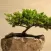 Bonsai for Beginners - How to Start a Bonsai Tree