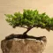 Bonsai for Beginners - How to Start a Bonsai Tree