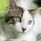 Cat Training - Learn How to Train and Care For Your Cat