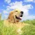 Dog Training Resources,Articles,Gallery,Videos,Guides and Advice