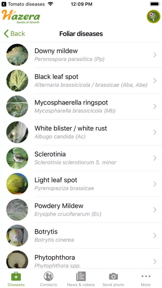 Screenshot di Brassica diseases