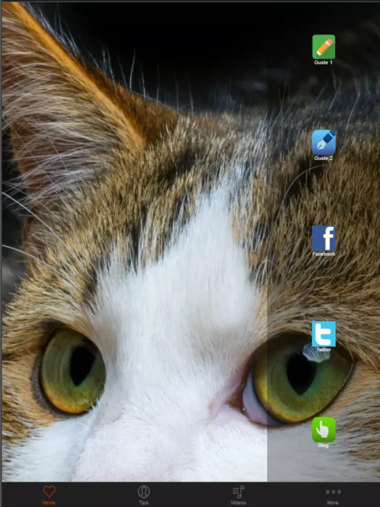 Cat Training - Basic Tips For Beginners iPad 应用截图