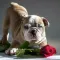 How To Train Dog - Canine Advice, Tips and Tutorials