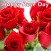 Rose Day 2017