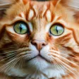 Cat Jigsaw - Classic Puzzle