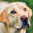 Dog Jigsaw