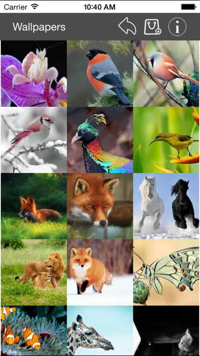 Wallpaper Collection Animals Edition Ekran Görüntüleri
