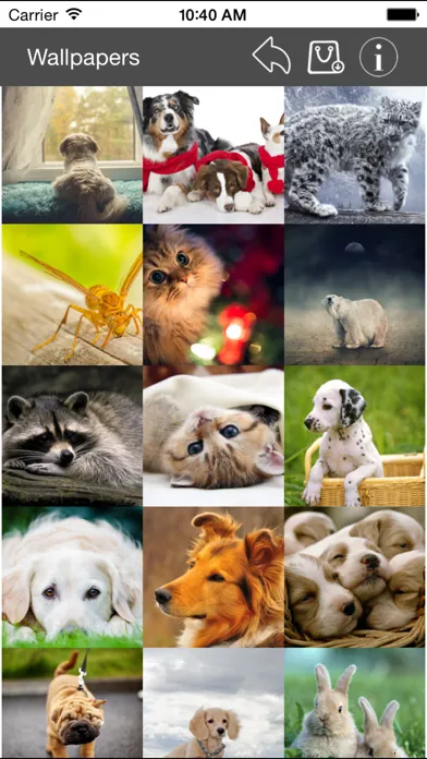 Wallpaper Collection Animals Edition Ekran Görüntüleri