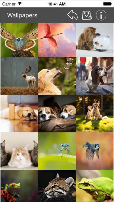 Wallpaper Collection Animals Edition Ekran Görüntüleri