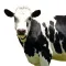 Dairy Cattle Management App