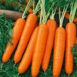 How To Grow Carrots