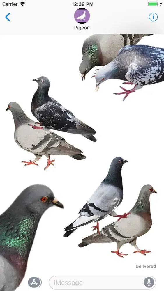 The Pigeon Stickers应用截图