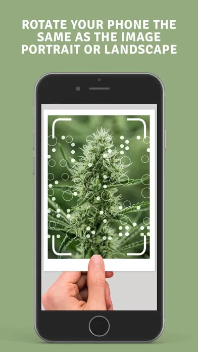 Zrzuty ekranu NorCal Cannabis