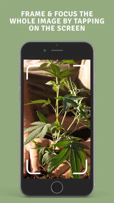 Zrzuty ekranu NorCal Cannabis