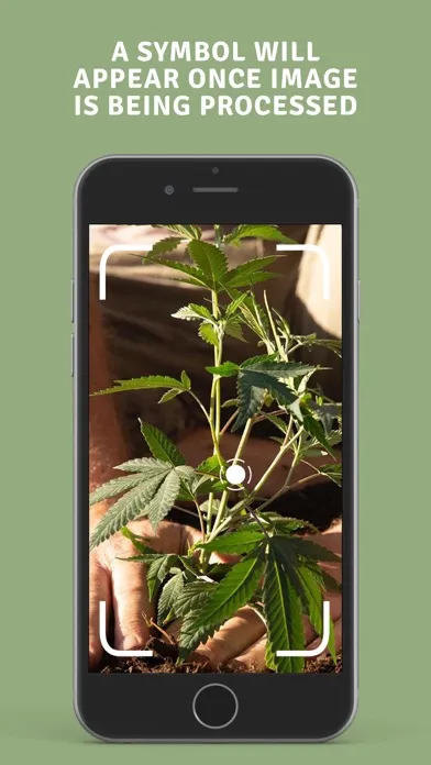 Zrzuty ekranu NorCal Cannabis