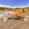 Greyhound Dog Racing Derby