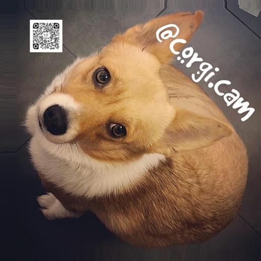 corgi.cam