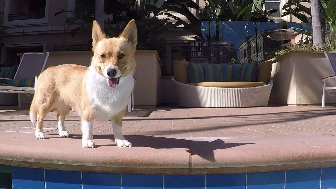Front Jacuzzi Back Corgi #FJBC應用截圖