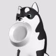 Cute Husky Han Gang