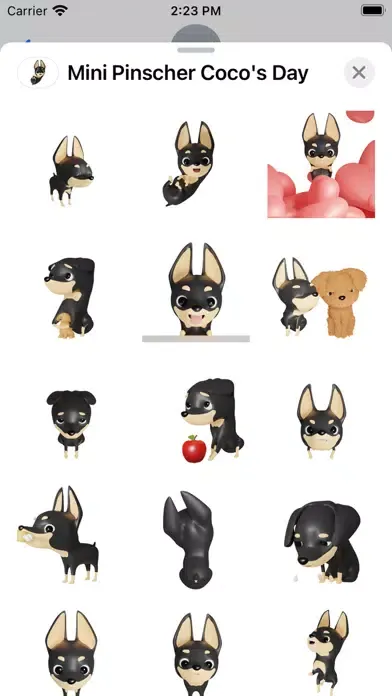 صور Mini Pinscher Coco's Day