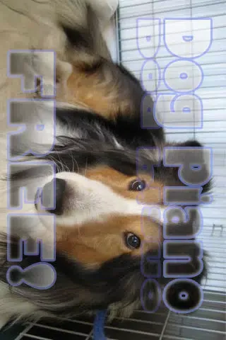 Tangkapan layar Dog Piano Free