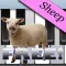 Sheep Piano Free