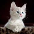Cat Photo Stickers Cat Photo Stickers