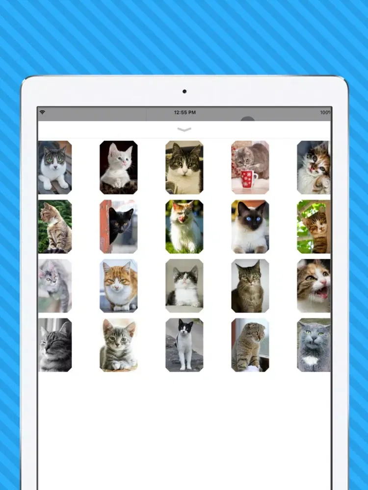 Captures d'écran de Cat Photo Stickers iPad 