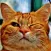 Cat Sticker App