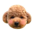 泰迪Poodle