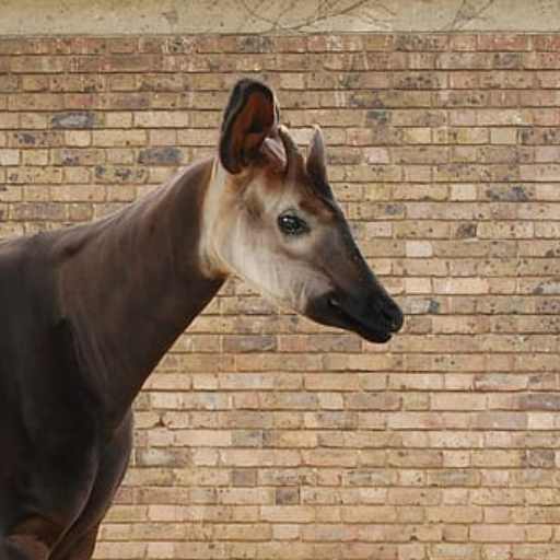 Okapi Wallpaper