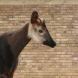 Okapi Wallpaper