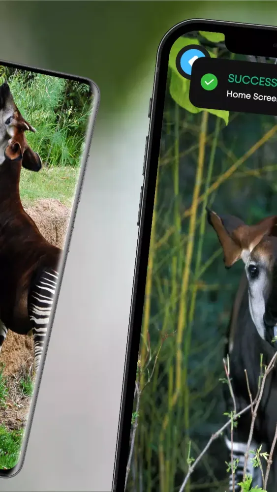 Okapi Wallpaper應用截圖
