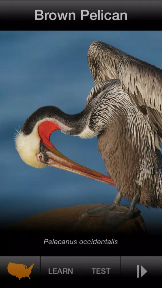 Screenshot di BIRD SCHOLAR USA Edition